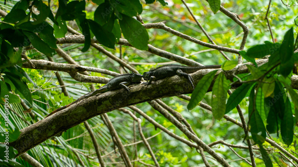 Green iguana Iguana iguana on tree in tropical rainforest, Refugio de Vida Silvestre Cano Negro, Wildlife and birdwatching in Costa Rica. Green iguana Iguana iguana on tree in tropical rainforest, Refugio de Vida Silvestre Cano Negro, Wildlife and birdwatching in Costa Rica.