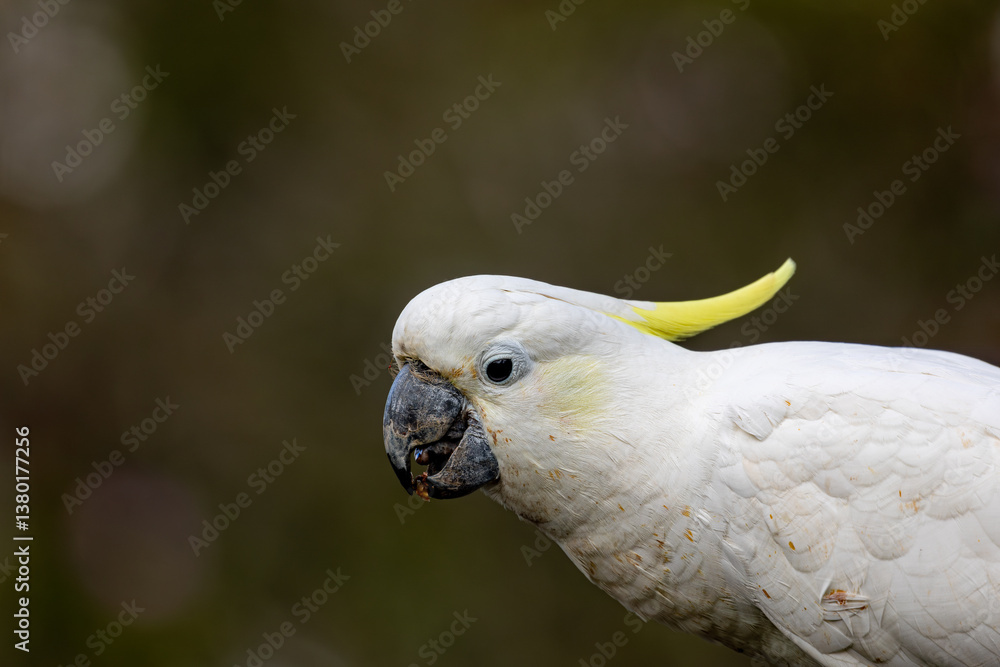 Adult Cockatoo has lunch of seeds at our garden Adult Cockatoo has lunch of seeds at our garden