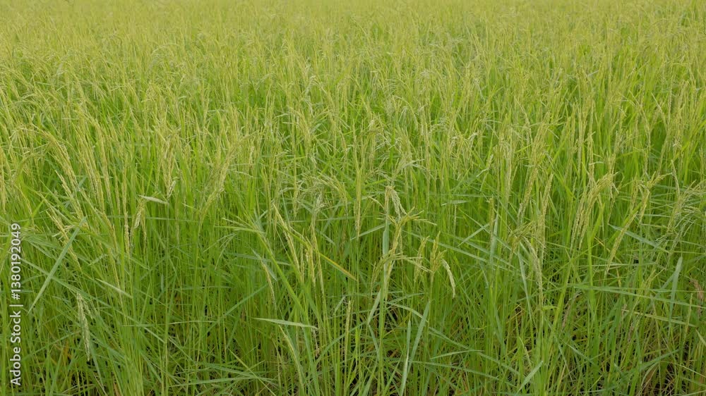 Lush Green Rice Field Under Bright Sky in Rural Landscape Lush Green Rice Field Under Bright Sky in Rural Landscape
