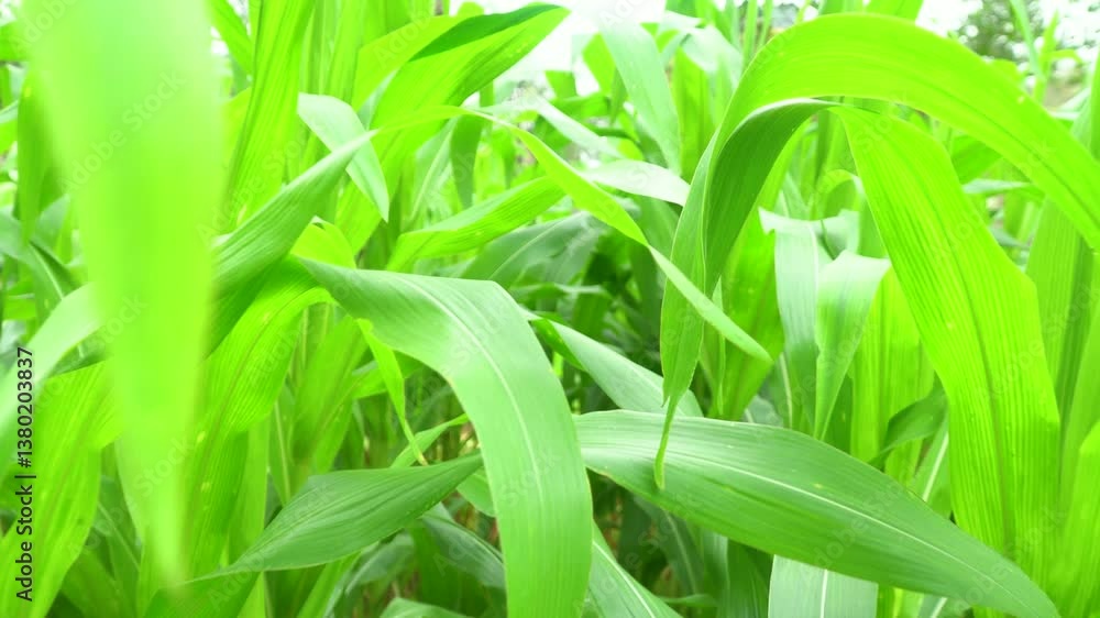 A fresh and vibrant cornfield with young maize plants thriving under natural sunlight, representing sustainable farming and agricultural development. A fresh and vibrant cornfield with young maize plants thriving under natural sunlight, representing sustainable farming and agricultural development.