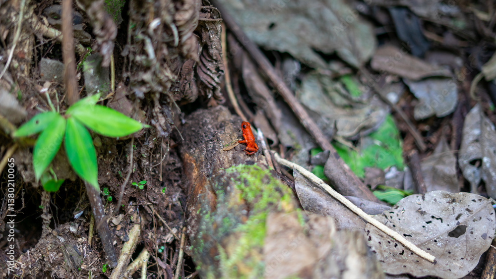 Closeup of strawberry poison-dart frog Oophaga pumilio with blurry background in Costa Rican rainforest Closeup of strawberry poison-dart frog Oophaga pumilio with blurry background in Costa Rican rainforest