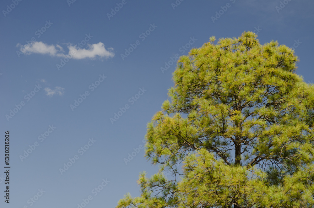 Canary Island pine Pinus canariensis and clouds. Integral Natural Reserve of Inagua. Gran Canaria. Canary Islands. Spain. Canary Island pine Pinus canariensis and clouds. Integral Natural Reserve of Inagua. Gran Canaria. Canary Islands. Spain.