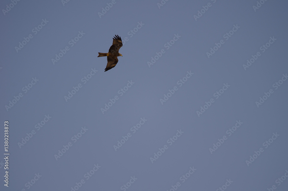 European black kite Milvus migrans migrans in flight. El Salto del Negro. Las Palmas de Gran Canaria. Gran Canaria. Canary Islands. Spain. European black kite Milvus migrans migrans in flight. El Salto del Negro. Las Palmas de Gran Canaria. Gran Canaria. Canary Islands. Spain.