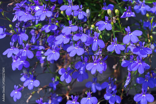 Lobelia. Blue tail Lobelia sapphire flowers. Edging Lobelia. Flowers as backgrounds.
