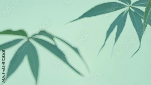 Wallpaper Mural Mute green wall with floral shadows. Tropic palm leaves silhouettes blurry motion abstract background. Cosmetics product presentation. Pastel soft color. Showcase display case. Front view. Mockup ad Torontodigital.ca