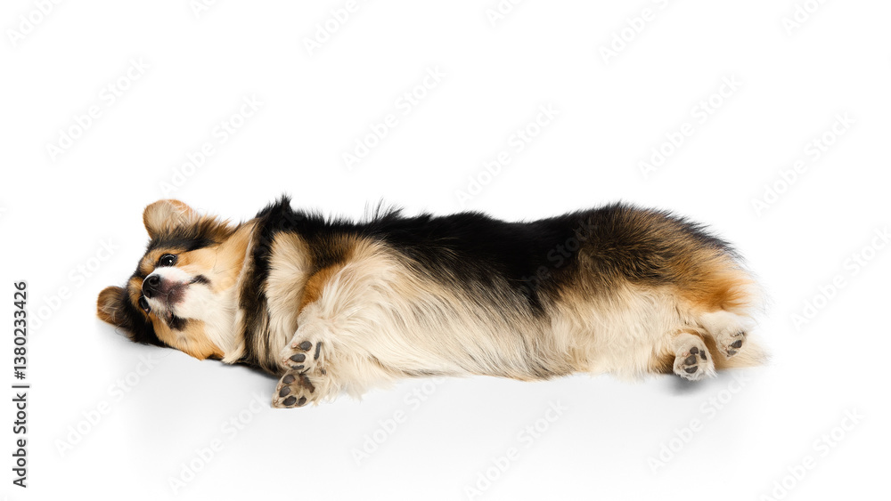 Fototapeta premium Tricolor corgi laying on side with relaxed body and soft fur visible against white background. Concept of post-grooming comfort, pet relaxation, emotional balance, healthy lifestyle support.