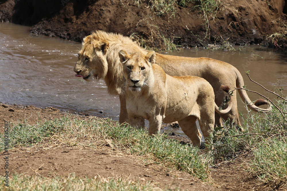 Obraz premium Löwin und Löwe