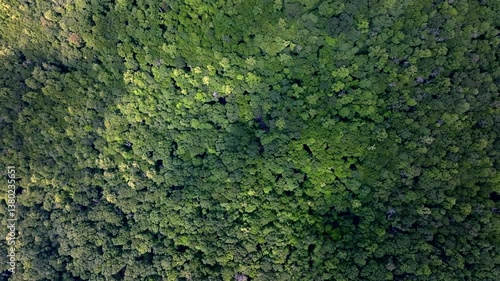 Wallpaper Mural Aerial top-down view on the lush forest of Blue Ridge Mountains Highland with gentle sunlight Torontodigital.ca