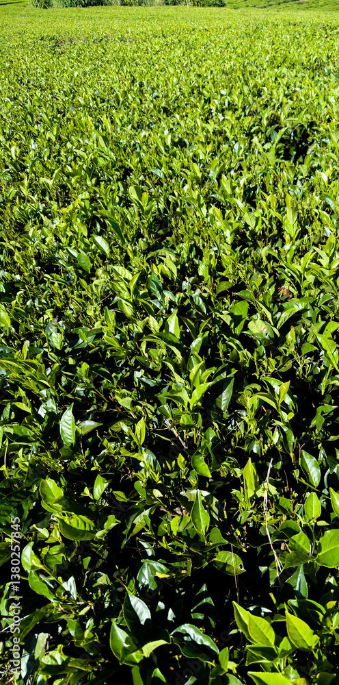 Close-up of tea plantation in Malawi Close-up of tea plantation in Malawi
