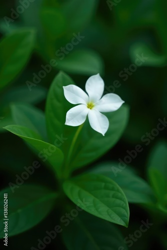 Single white flower against dark green leaves, botanical, blossom, leaf