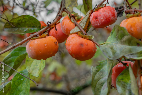 Fresh persimmon fruits, ripe on the trees on the branches. Juicy persimmon fruits. Persimmon on a tree, a fruit grown in the mountains of the Caucasus. Persimmon fruits on a tree in nature. 