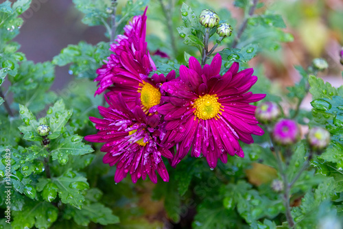 Purple chrysanthemum flower. Beautiful purple chrysanthemum flowers in the garden. Chrysanthemum flower. A close-up photo of a purple chrysanthemum. Bouquet of pink and purple chrysanthemums. 