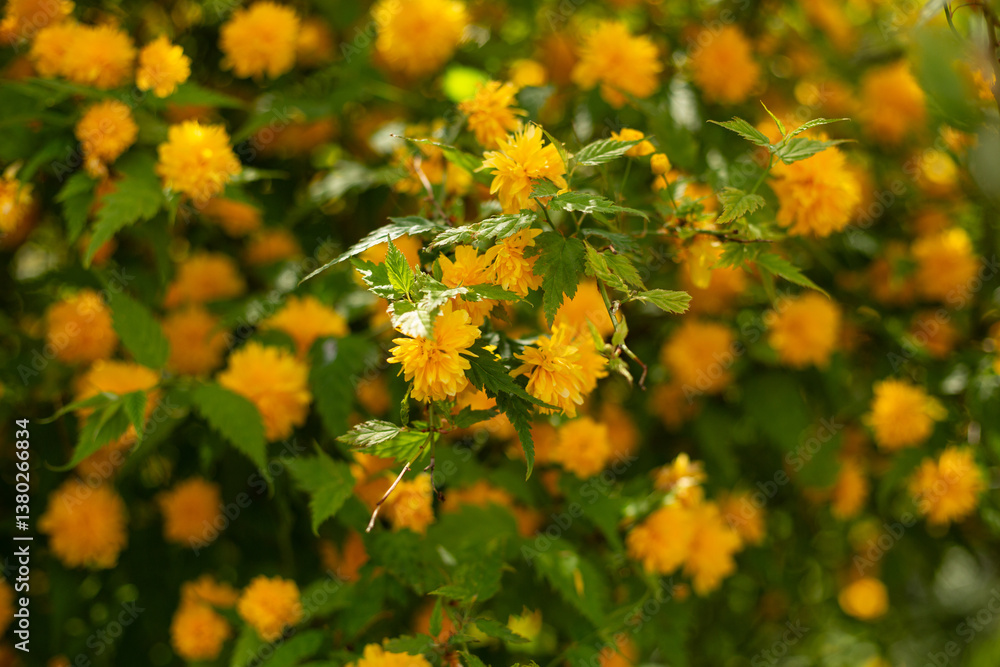 yellow flowers on green background yellow flowers on green background