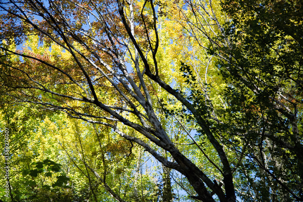 Fototapeta premium 鶴舞公園