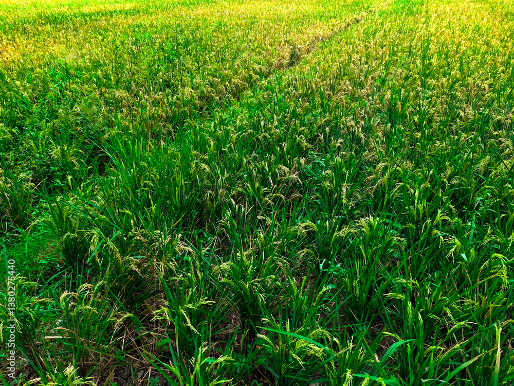 Golden yellow of rice field growing in autumn paddy field. Close-up to paddy rice Golden yellow of rice field growing in autumn paddy field. Close-up to paddy rice