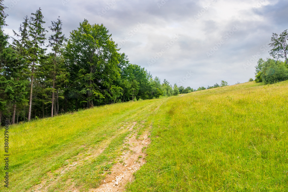 path through forest on grassy hills in summertime. lush ecosystem. beautiful nature in mountain scenery. concept of outdoor adventure on a cloudy day