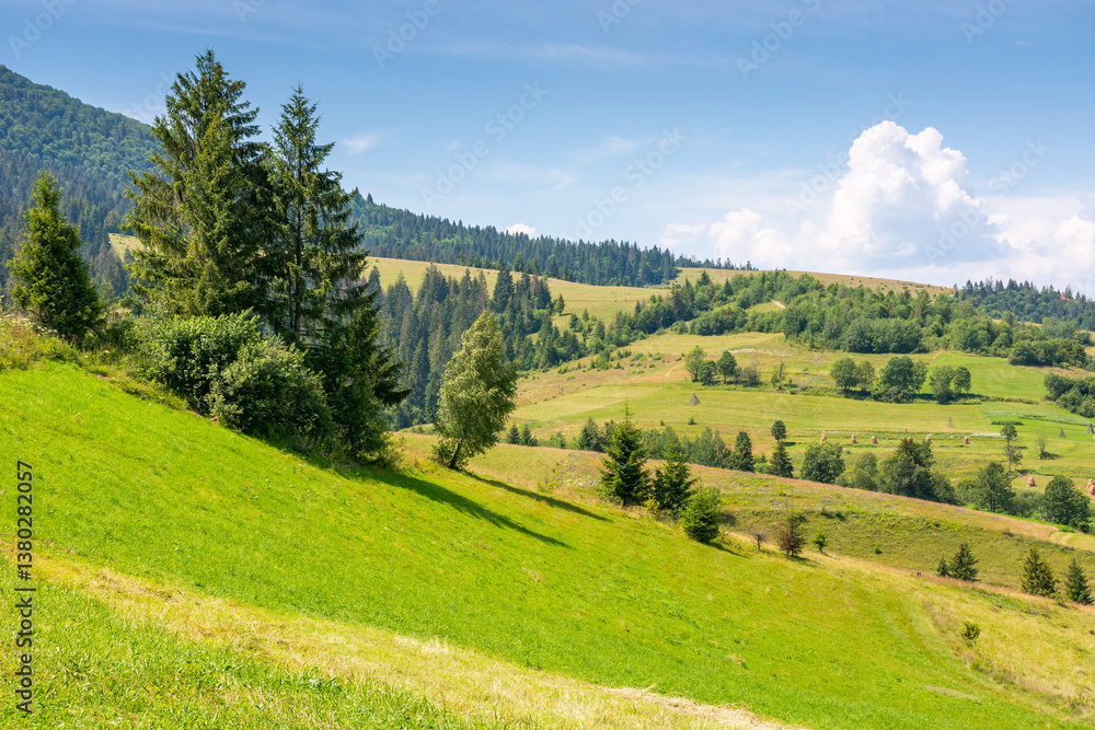 mountainous carpathian countryside scenery in summer. spruce tree on the grassy alpine hill. vacations in highlands of ukraine. valley of podobovets village