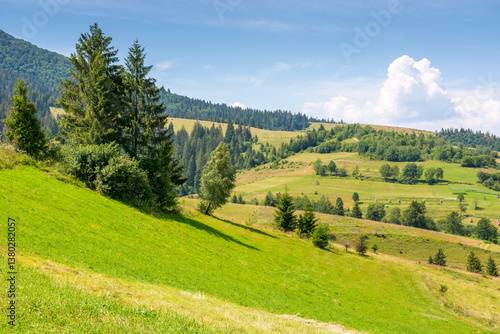 Obraz na płótnie mountainous carpathian countryside scenery in summer. spruce tree on the grassy alpine hill. vacations in highlands of ukraine. valley of podobovets village w salonie
