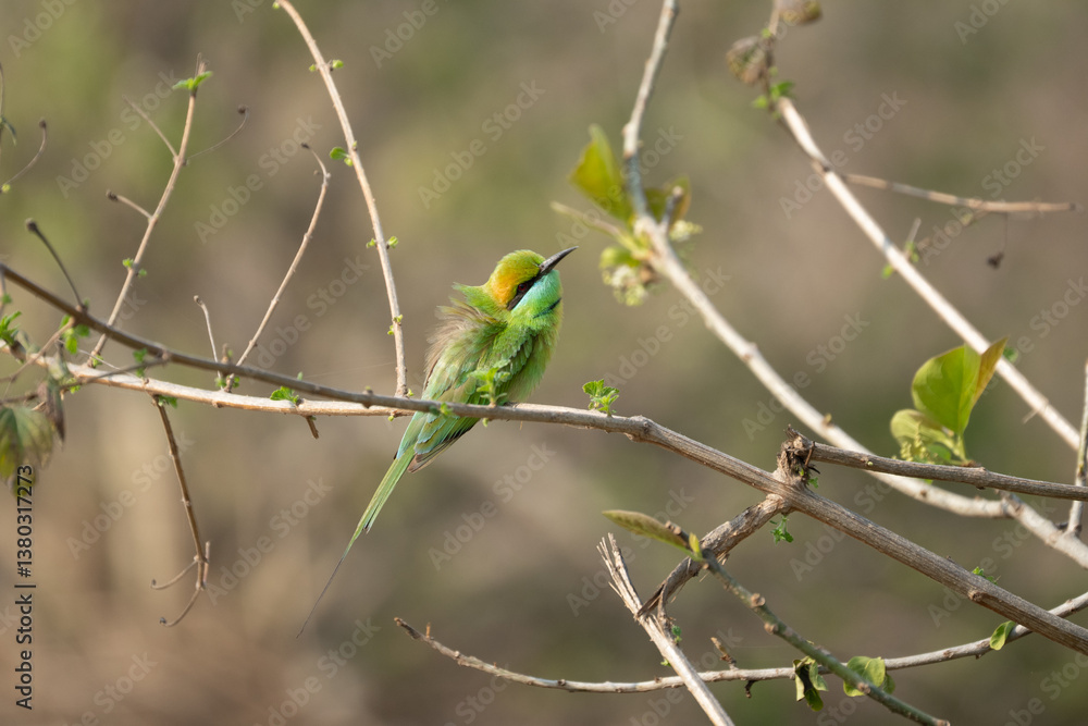 Fototapeta premium Asian green bee-eater, little green bee-eater, green bee-eater - Merops orientalis perched at green background. Photo from Wilpattu National Park in Sri Lanka