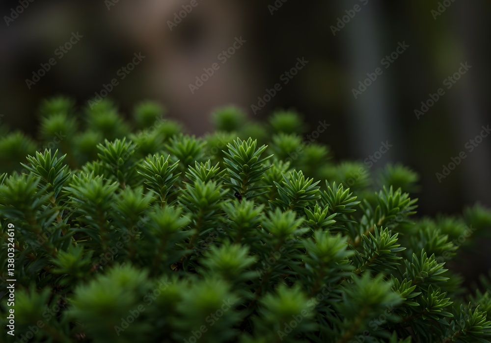 Close-up of vibrant green plant with sharp, needle-like leaves, natural garden background. Close-up of vibrant green plant with sharp, needle-like leaves, natural garden background.