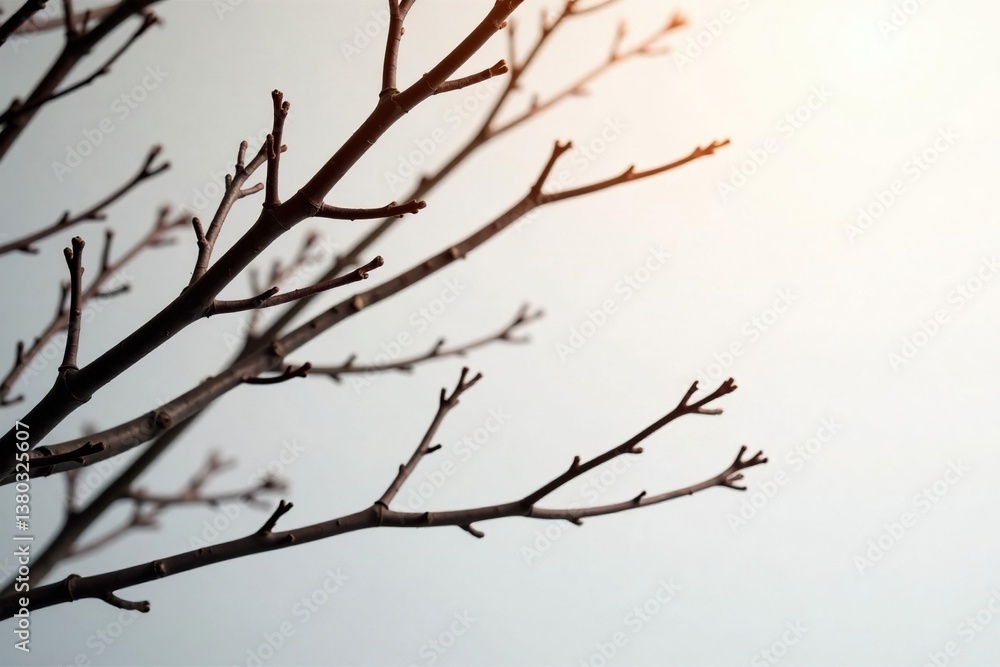 Dark isolated branches on white background with soft lightening effect, wood, isolated, isolated branches Dark isolated branches on white background with soft lightening effect, wood, isolated, isolated branches