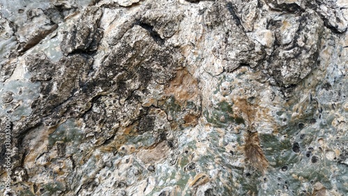 The Wooden Tree Textures, Rough tree surface