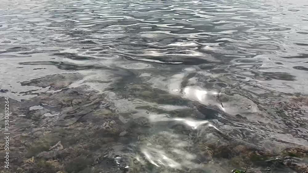 The surface of the water with sparkling light reflections. The water looks clear, allowing us to see the bottom consisting of rocks, coral, and algae. The surface of the water with sparkling light reflections. The water looks clear, allowing us to see the bottom consisting of rocks, coral, and algae.