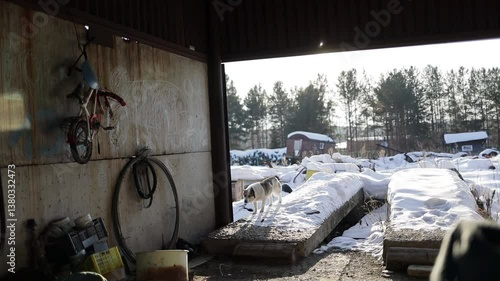 A yard dog in winter in the countryside enters an old garage