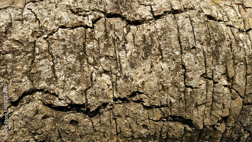 Rough and Textured Surface of an Aged Tree