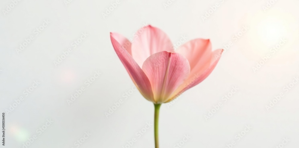 Fototapeta premium Delicate petals of a single flower unfolding on white background, light, garden, fresh