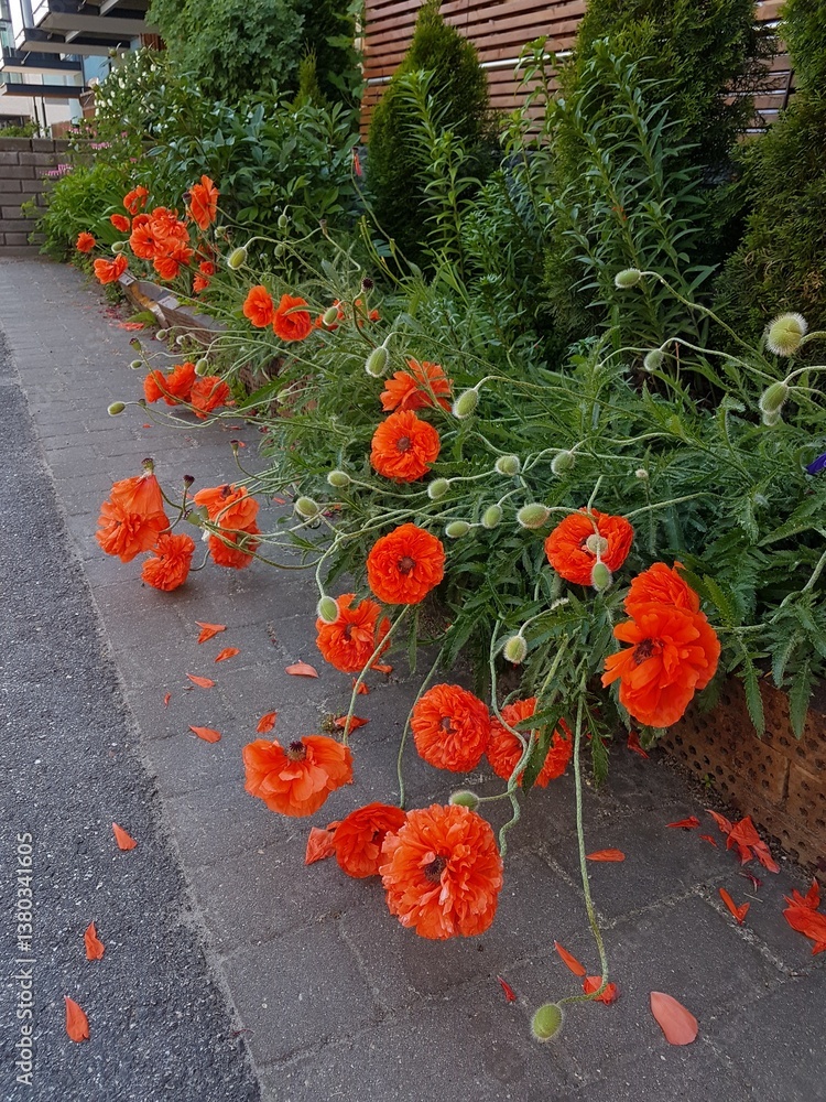 Red poppies in a vase on the street of the city