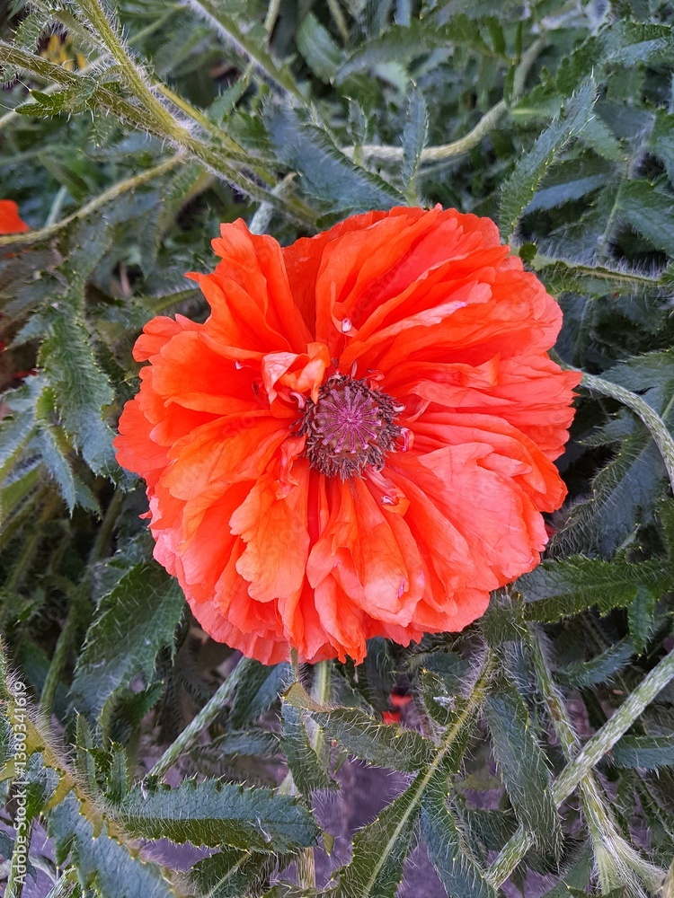 Red poppy flower on a background of green leaves in the garden.