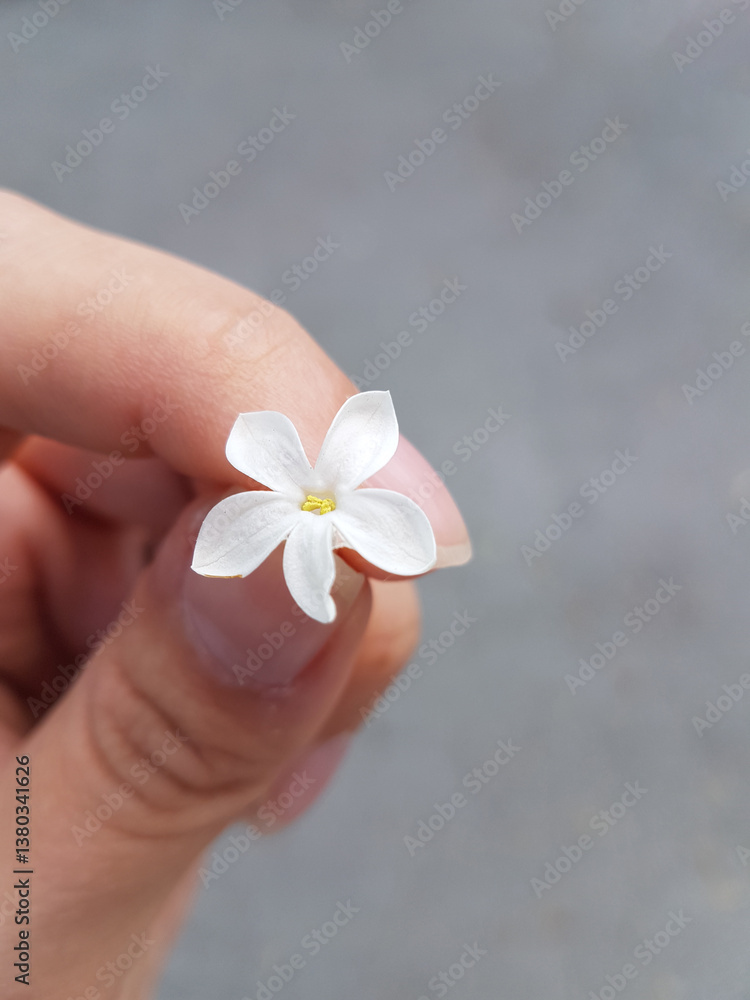 Hand holding a white flower on a gray background. Close up.