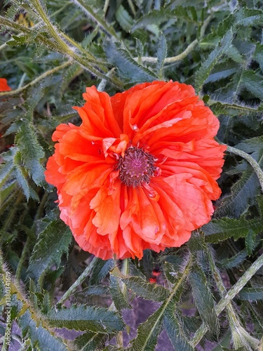 Obraz na płótnie Red poppy flower on a background of green leaves in the garden. w salonie