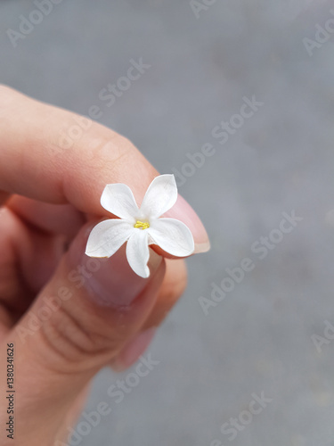Obraz na płótnie Hand holding a white flower on a gray background. Close up. w salonie