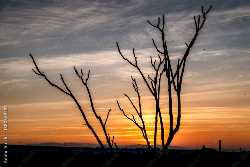 Obraz premium A view of the sunset sky through the branches of a tree. A view of the sunset sky through tree branches fine clouds