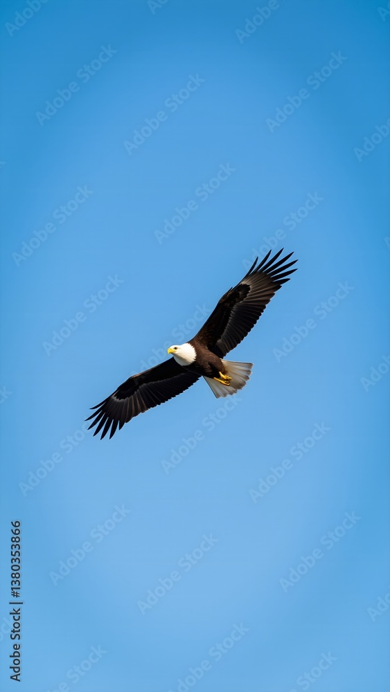 Obraz premium Eagle soars in the blue sky