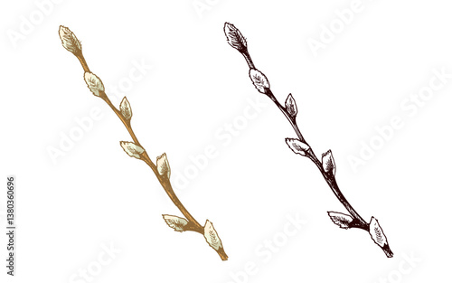 Hand drawn colored and monochrome vintage sketch of willow branch with buds