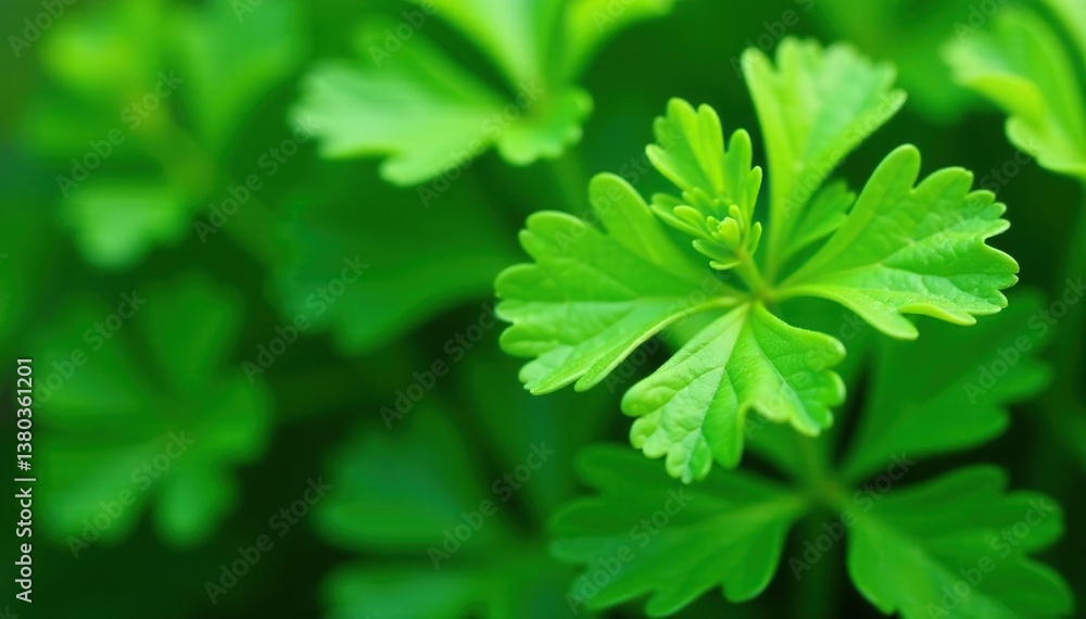 Close-up of parsley's delicate, feathery leaf pattern , vibrant, summer Close-up of parsley's delicate, feathery leaf pattern , vibrant, summer