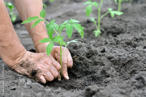 hands of senior woman planting a tomato seedling in the vegetable garden