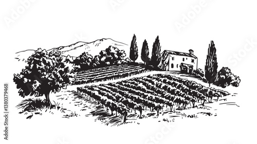 Vineyard landscape sketch. Hand-drawn vintage vector illustration. 