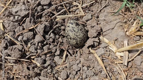 Red Wattled Lapwing Eggs In The Nest