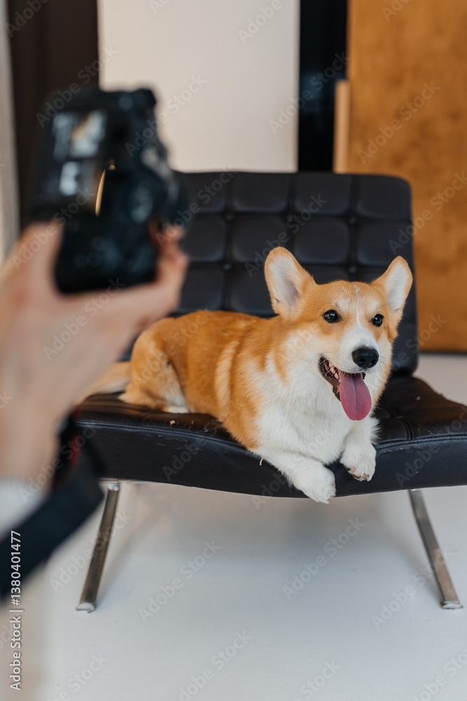 An incredibly cheerful and adorable Corgi is playfully posing for the camera while sitting comfortably on a stylish chair that adds a touch of modern flair to the indoor atmosphere