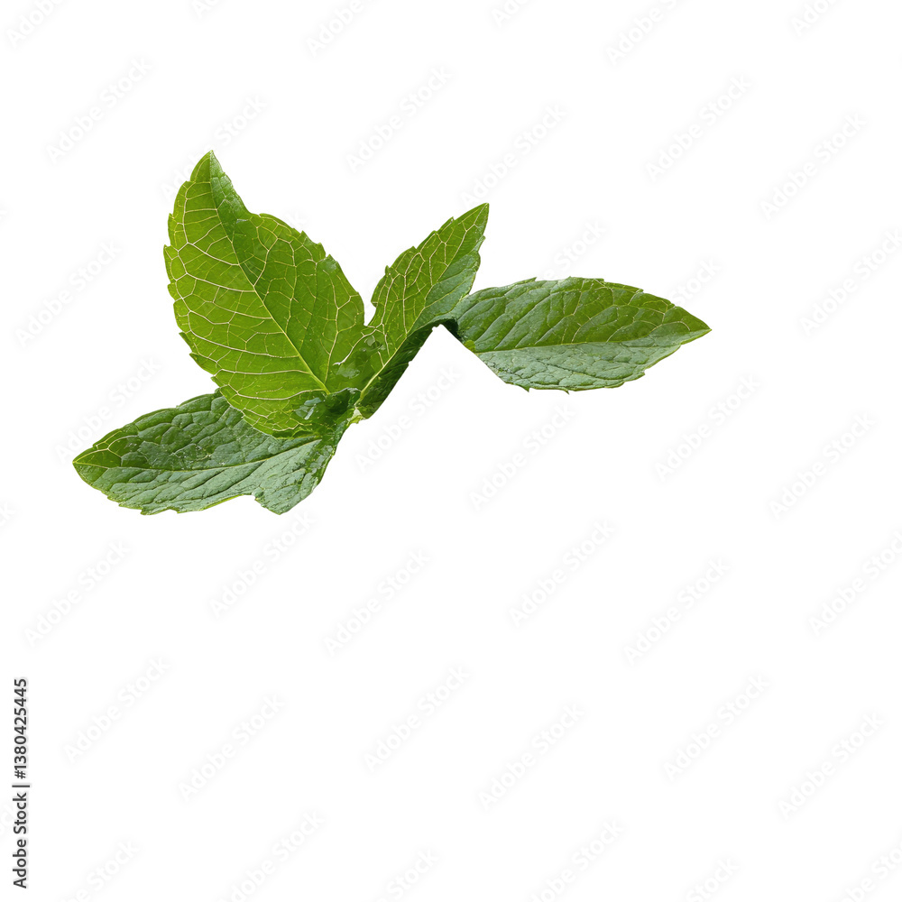 Minty White Gum on transparent background Minty White Gum on transparent background