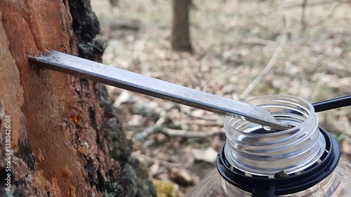 The birch tree is dripping with sap
