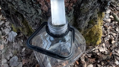 The birch tree is dripping with sap