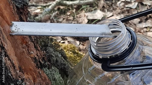 The birch tree is dripping with sap