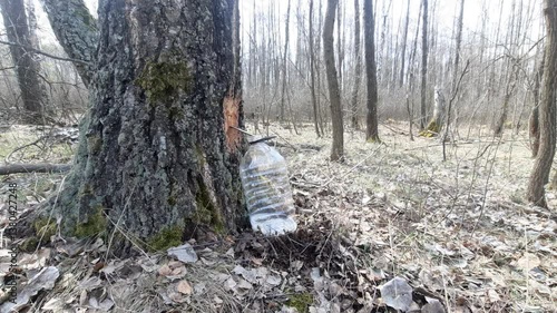 The birch tree is dripping with sap