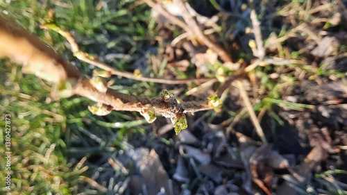 The tree wakes up after winter