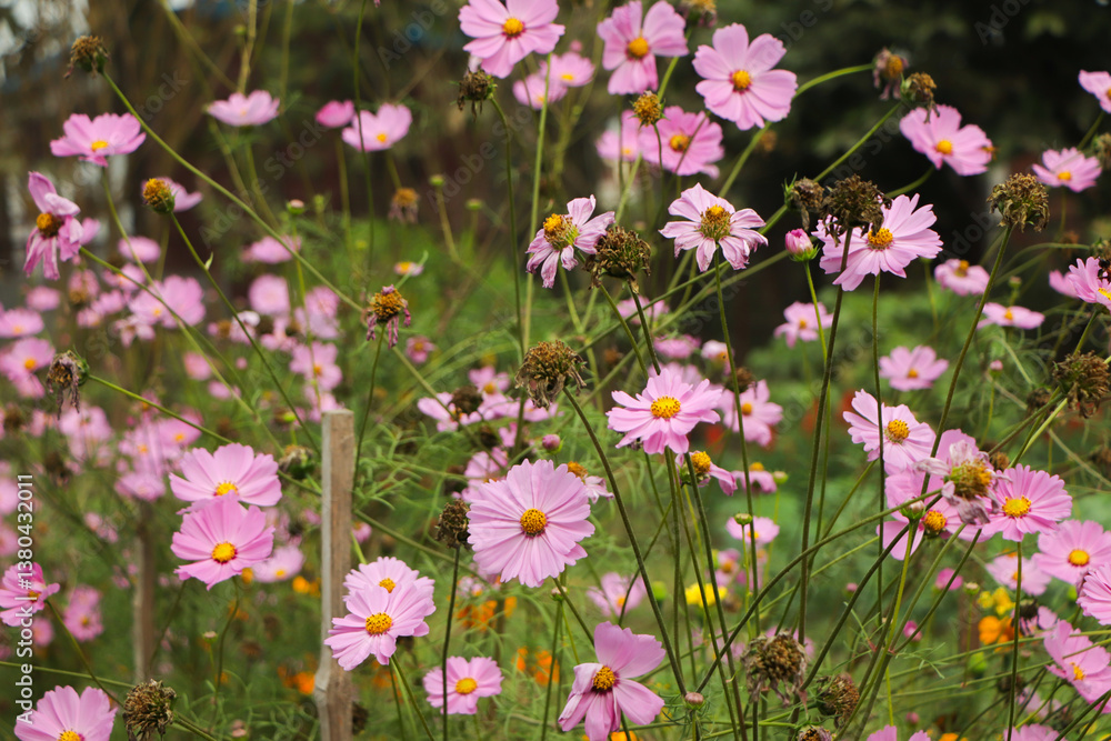 Cosmos flower (Cosmos Bipinnatus) with blurred background Cosmos flower (Cosmos Bipinnatus) with blurred background